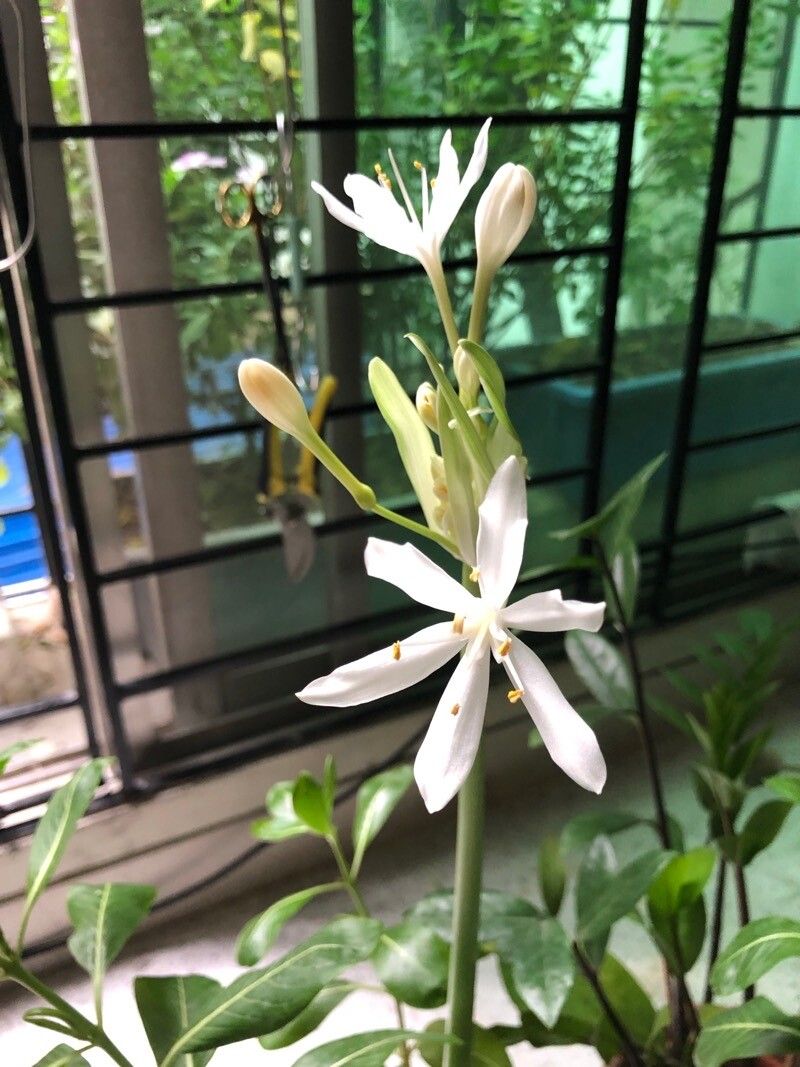 Proiphys amboinensis flower