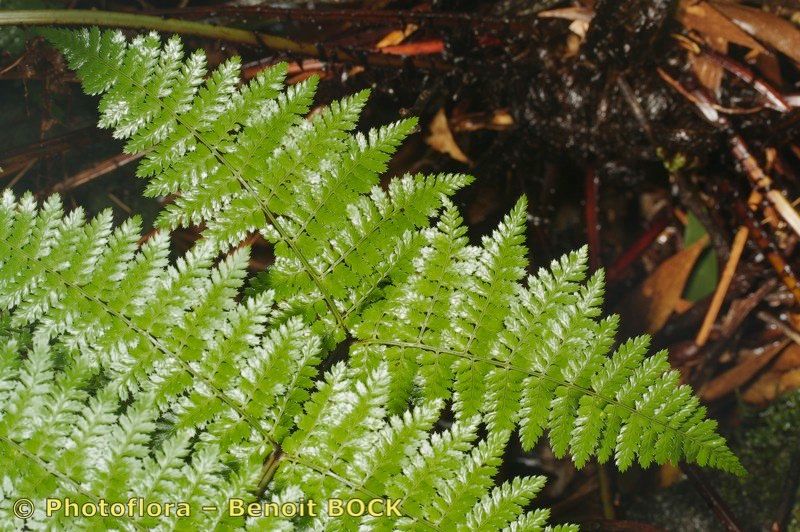 Dryopteris crispifolia other