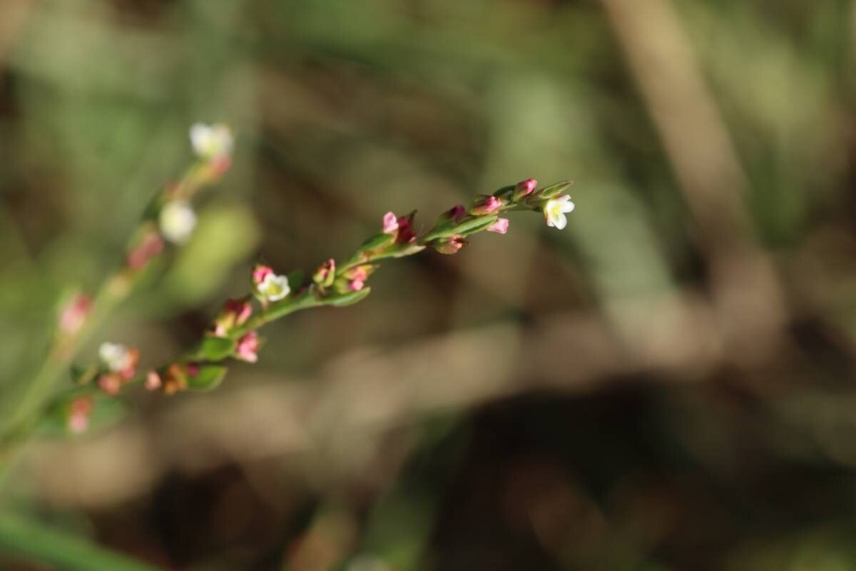Persicaria pubescens — houseplant care guide