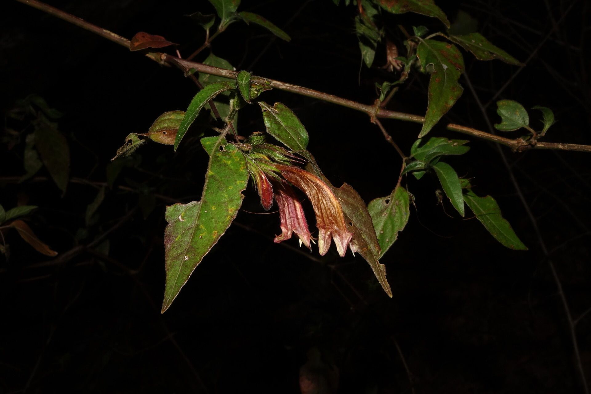 Dyschoriste siphonantha — houseplant care guide