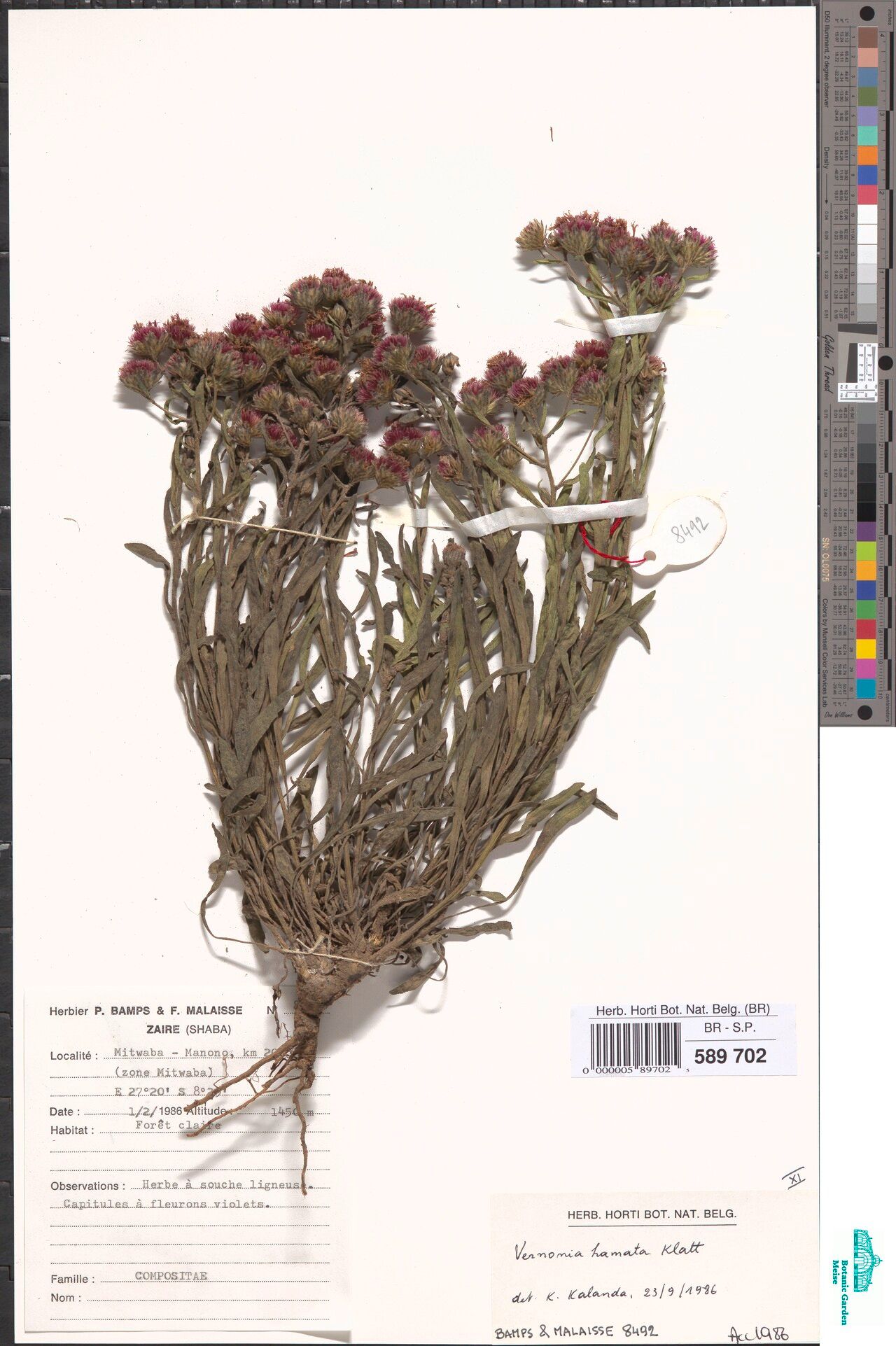 Vernonia hamata — houseplant care guide