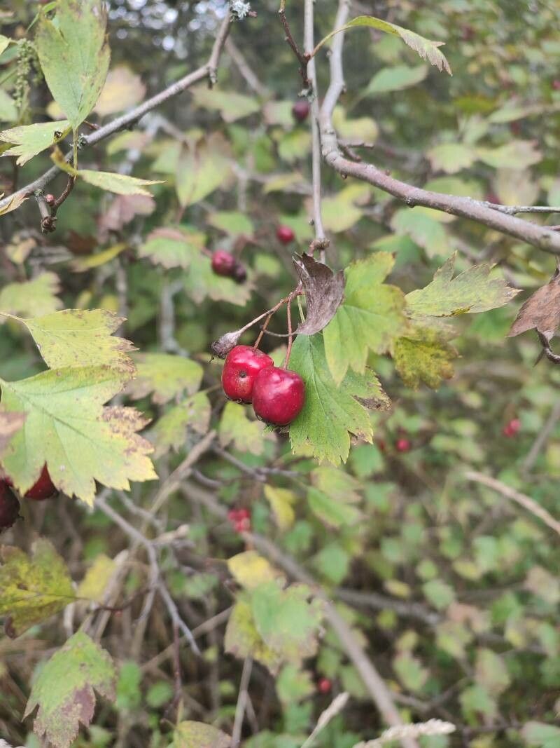 Crataegus ucrainica fruit