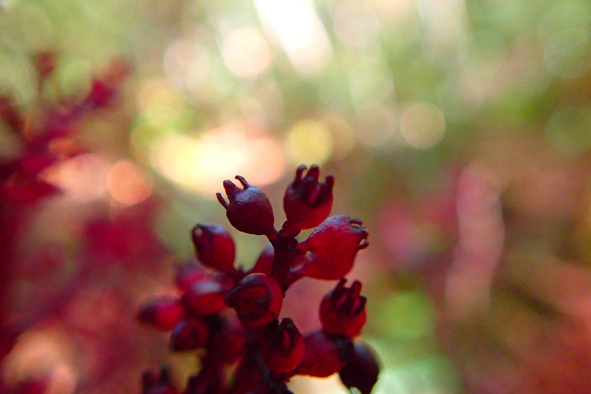 Daenikera corallina fruit