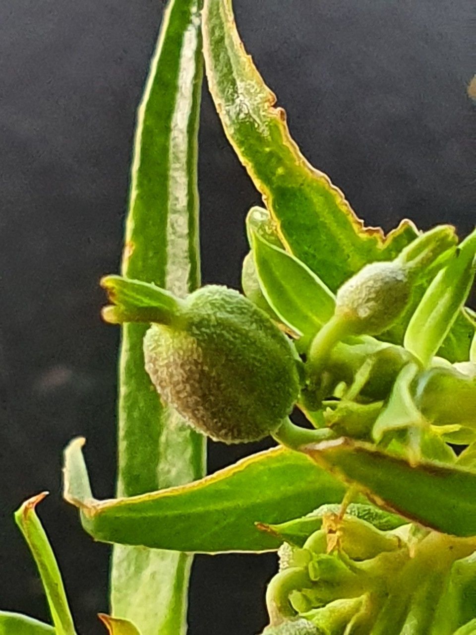 Euphorbia agowensis leaf