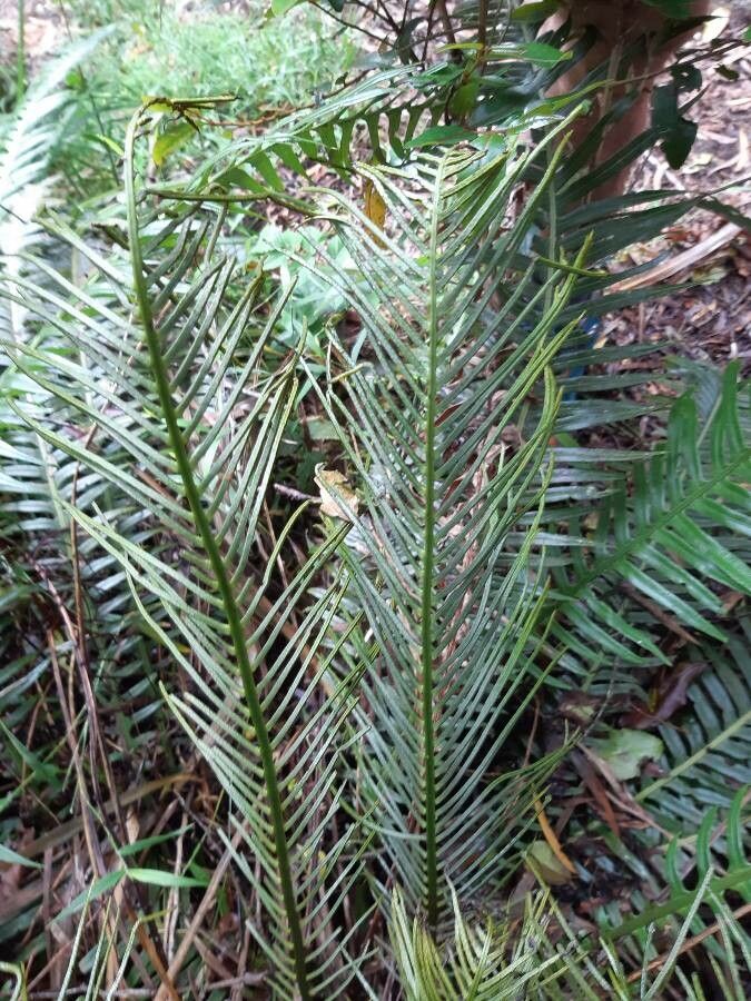 Blechnum attenuatum flower