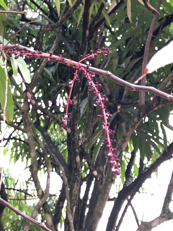 Lepisanthes alata flower