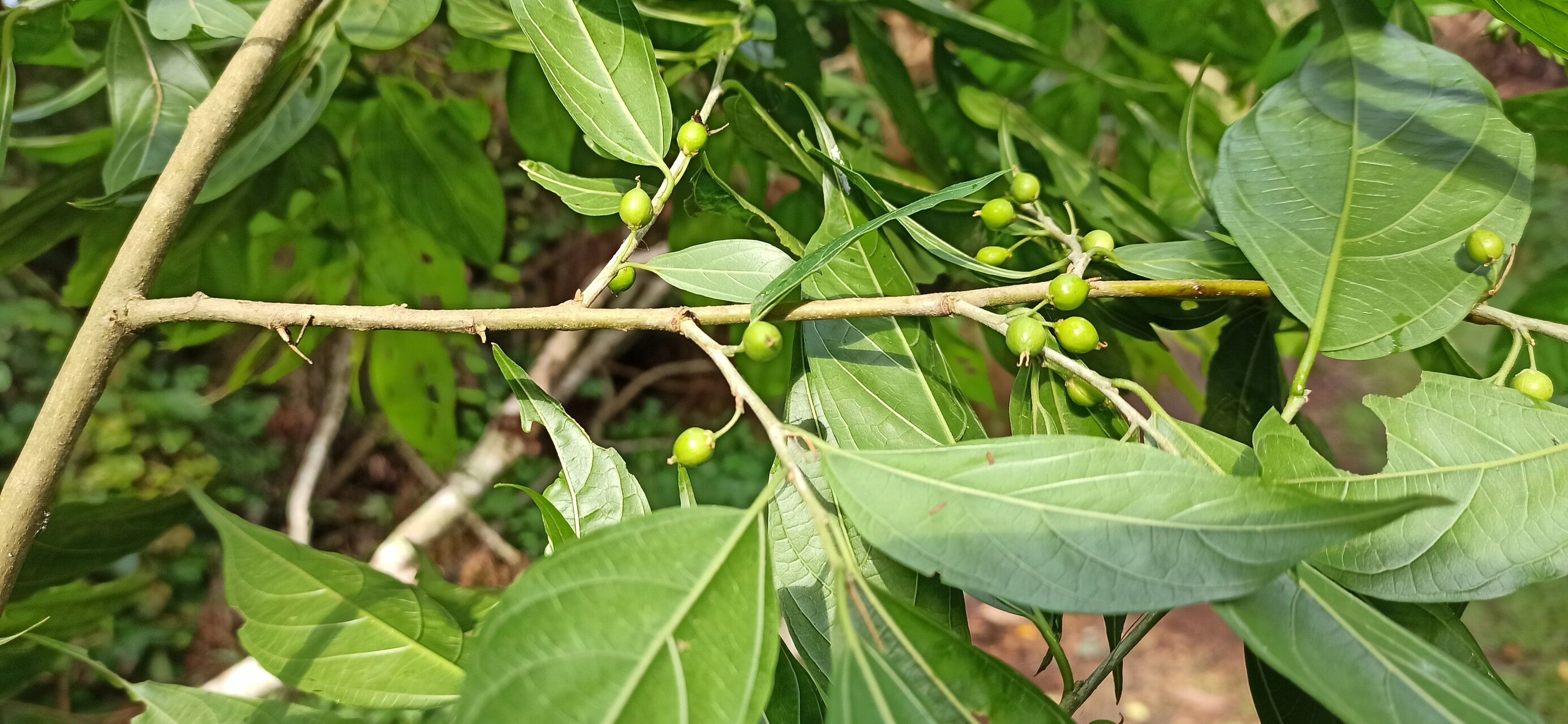 Celtis gomphophylla fruit