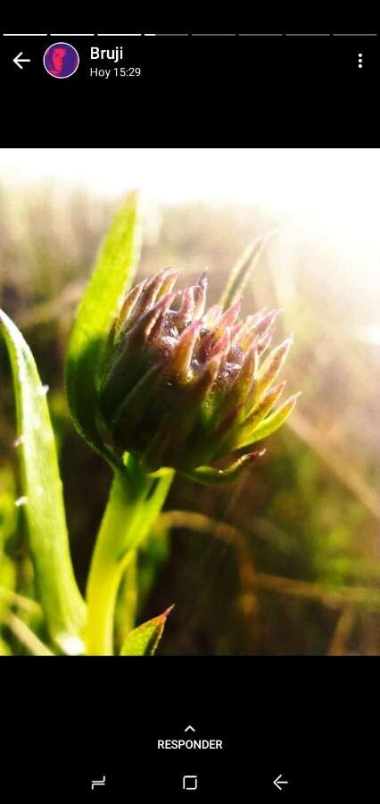 Chrysanthemum Zawadskii flower