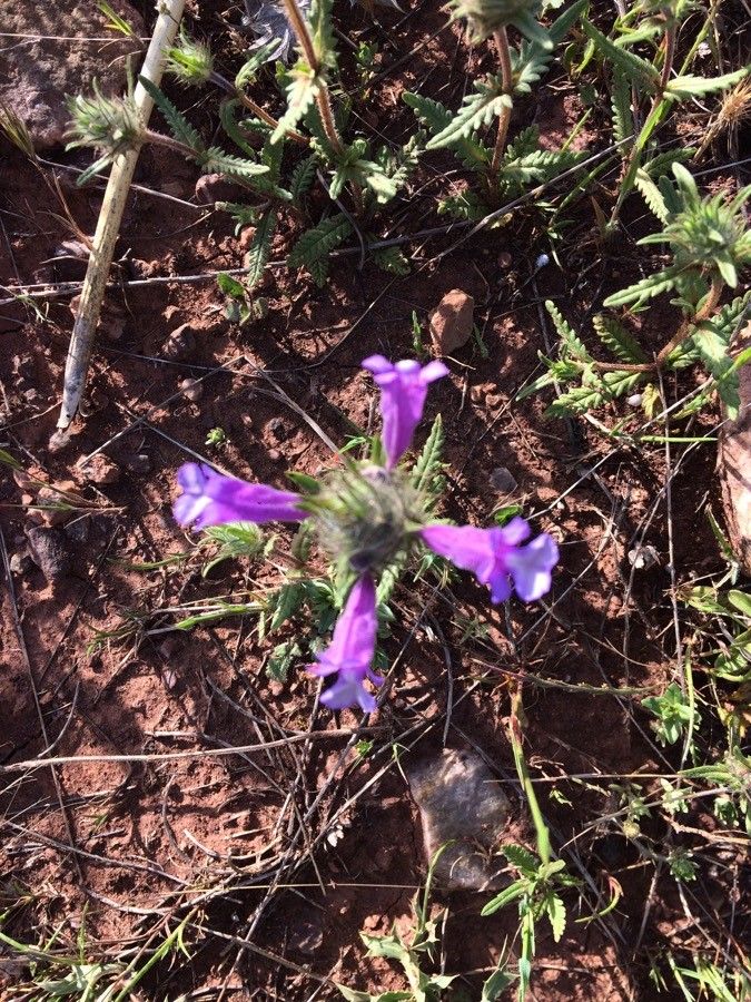 Cleonia lusitanica bark