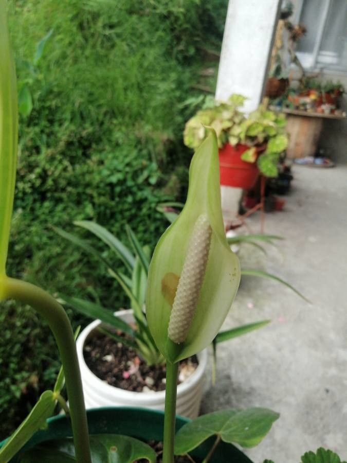 Philodendron gloriosum flower