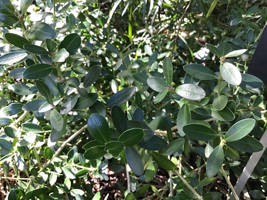 Buxus balearica