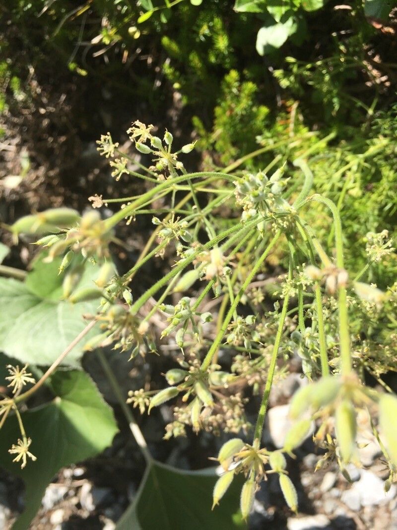 Athamanta cretensis fruit