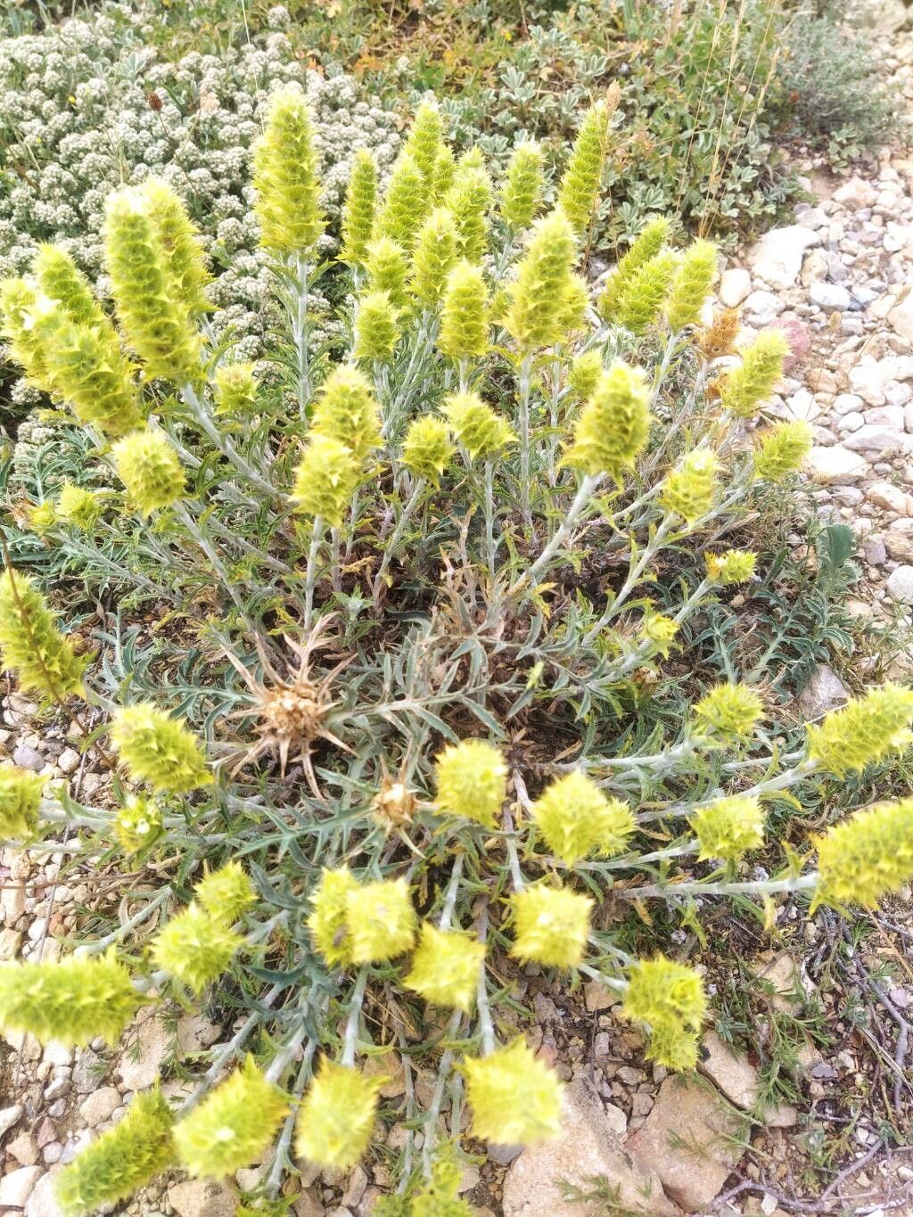 Sideritis spinulosa flower