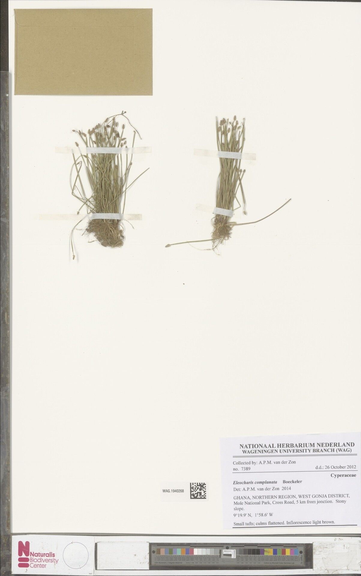 Eleocharis complanata — search result for 'Eleocharis'