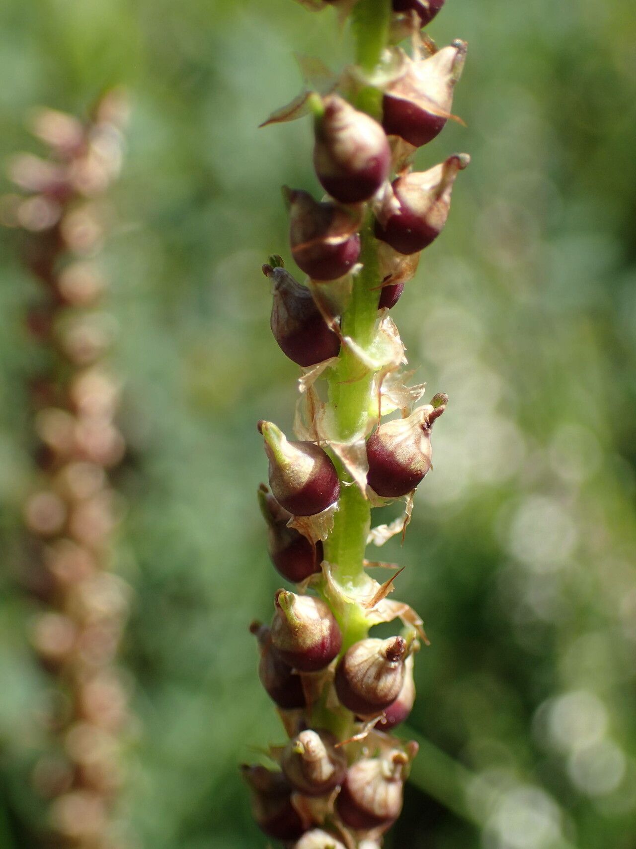 Bistorta vivipara fruit