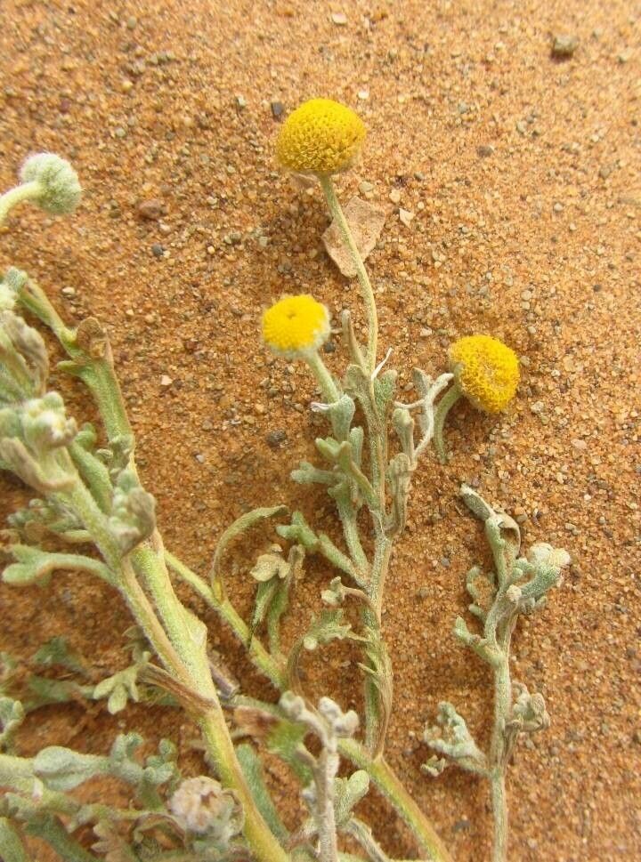 Brocchia cinerea — search result for 'Jordan'