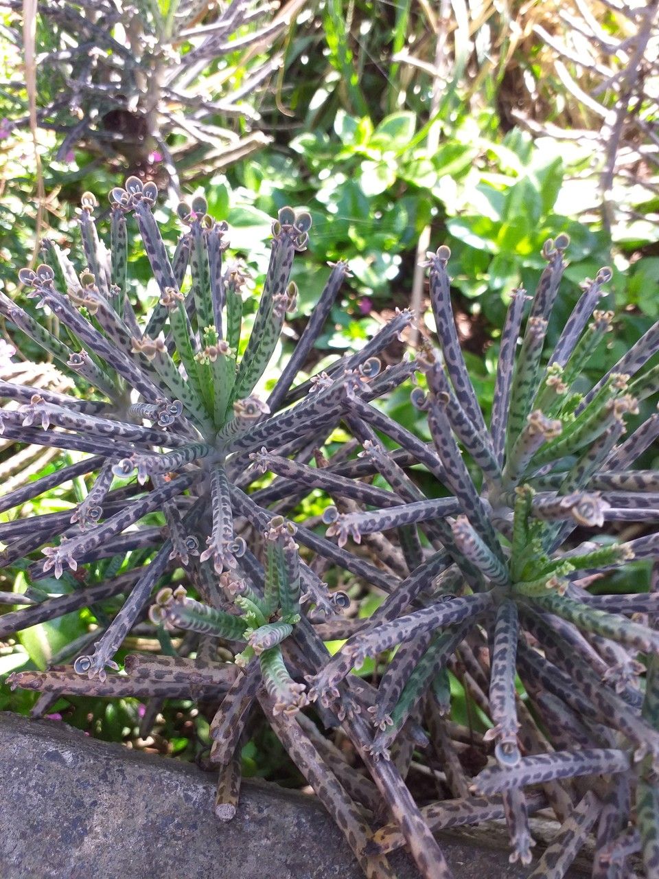 Bryophyllum delagoense