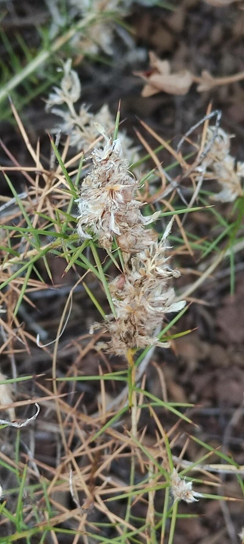 Genista hirsuta fruit
