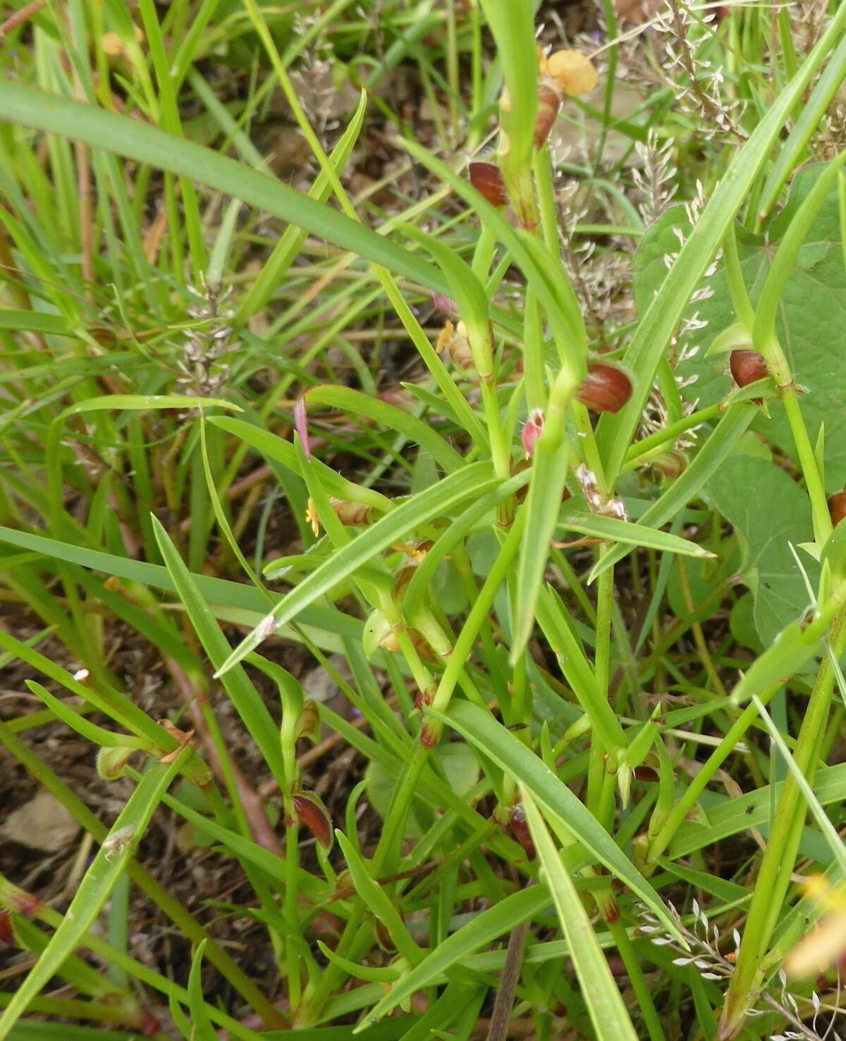Commelina subulata habit