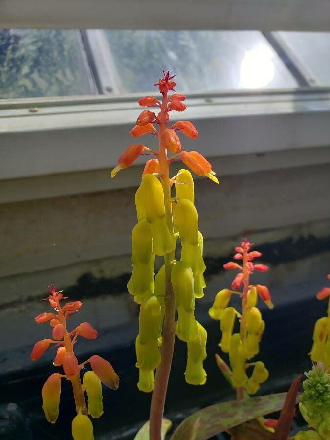 Lachenalia aloides flower