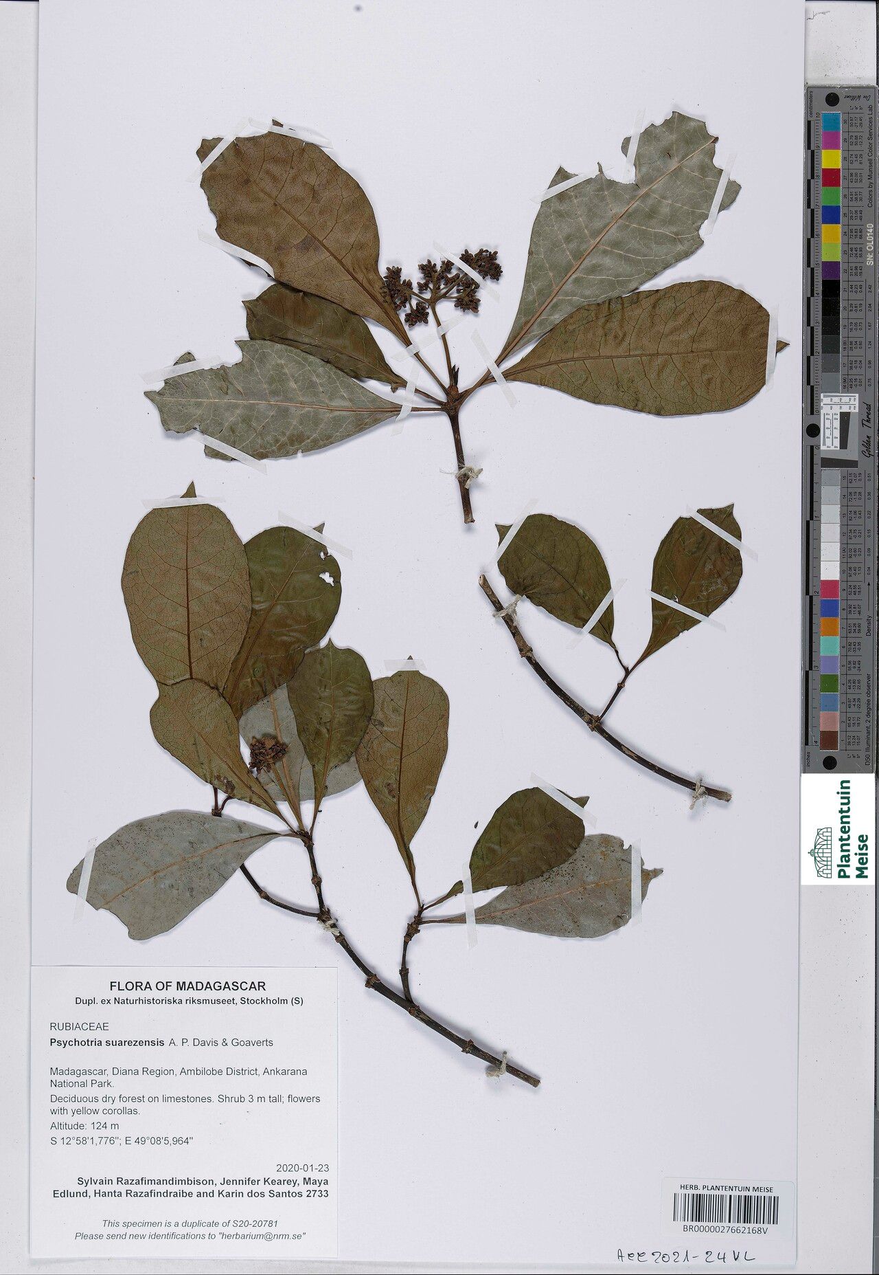 Psychotria suarezensis — houseplant care guide