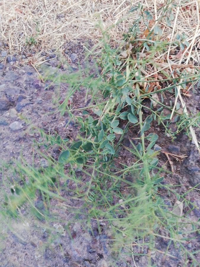 Alhagi maurorum — search result for 'Russia'