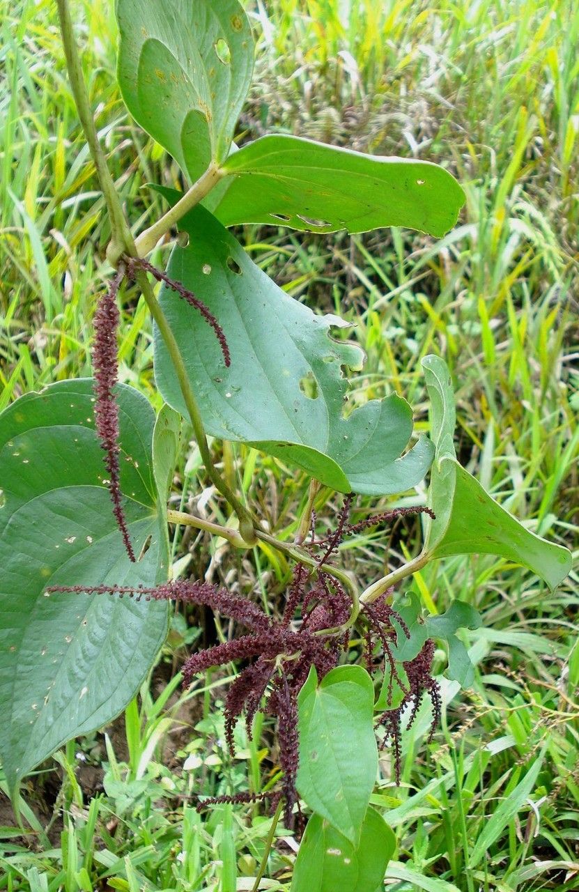 Dioscorea racemosa habit
