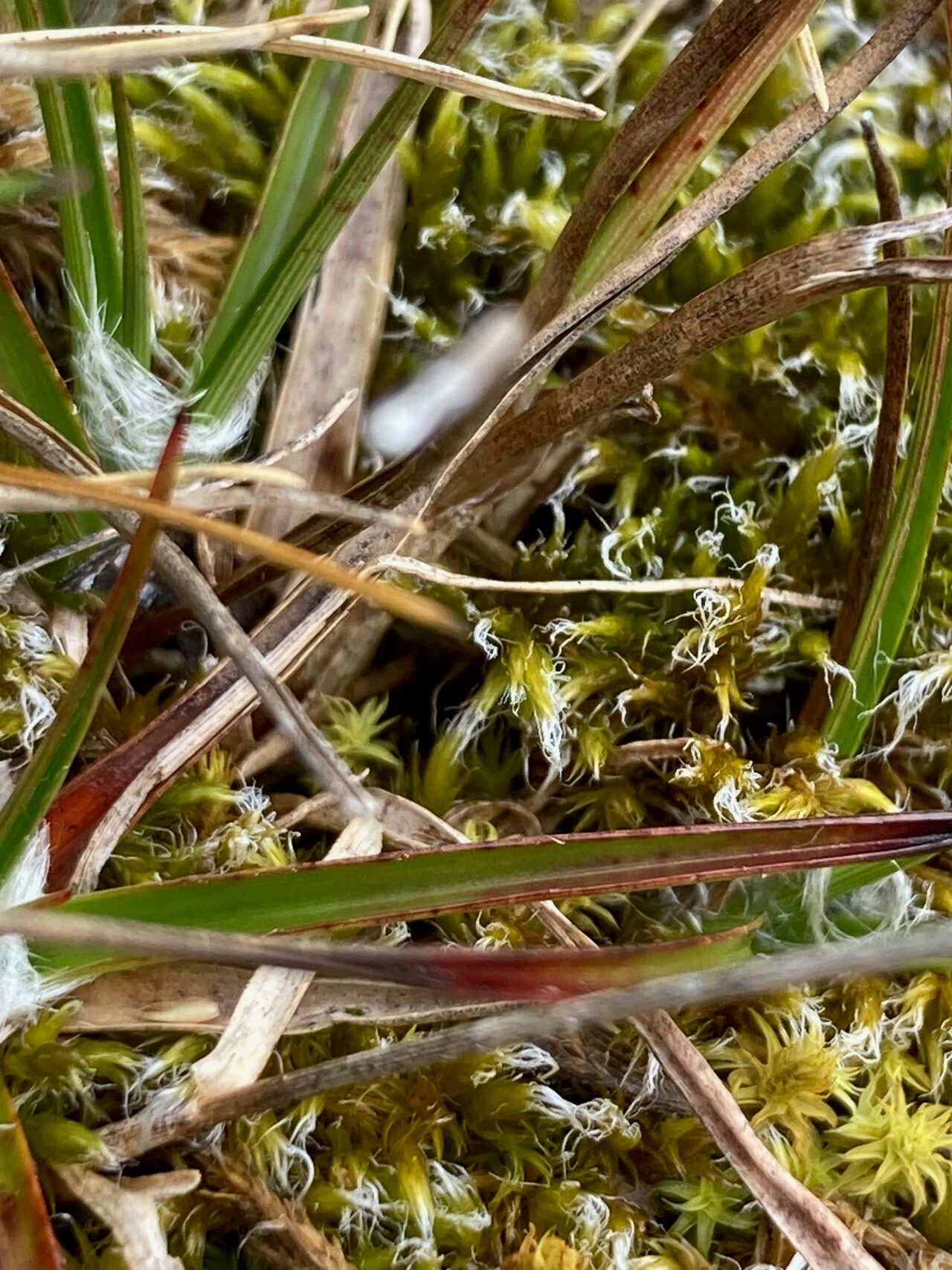 Muhlenbergia peruviana — houseplant care guide