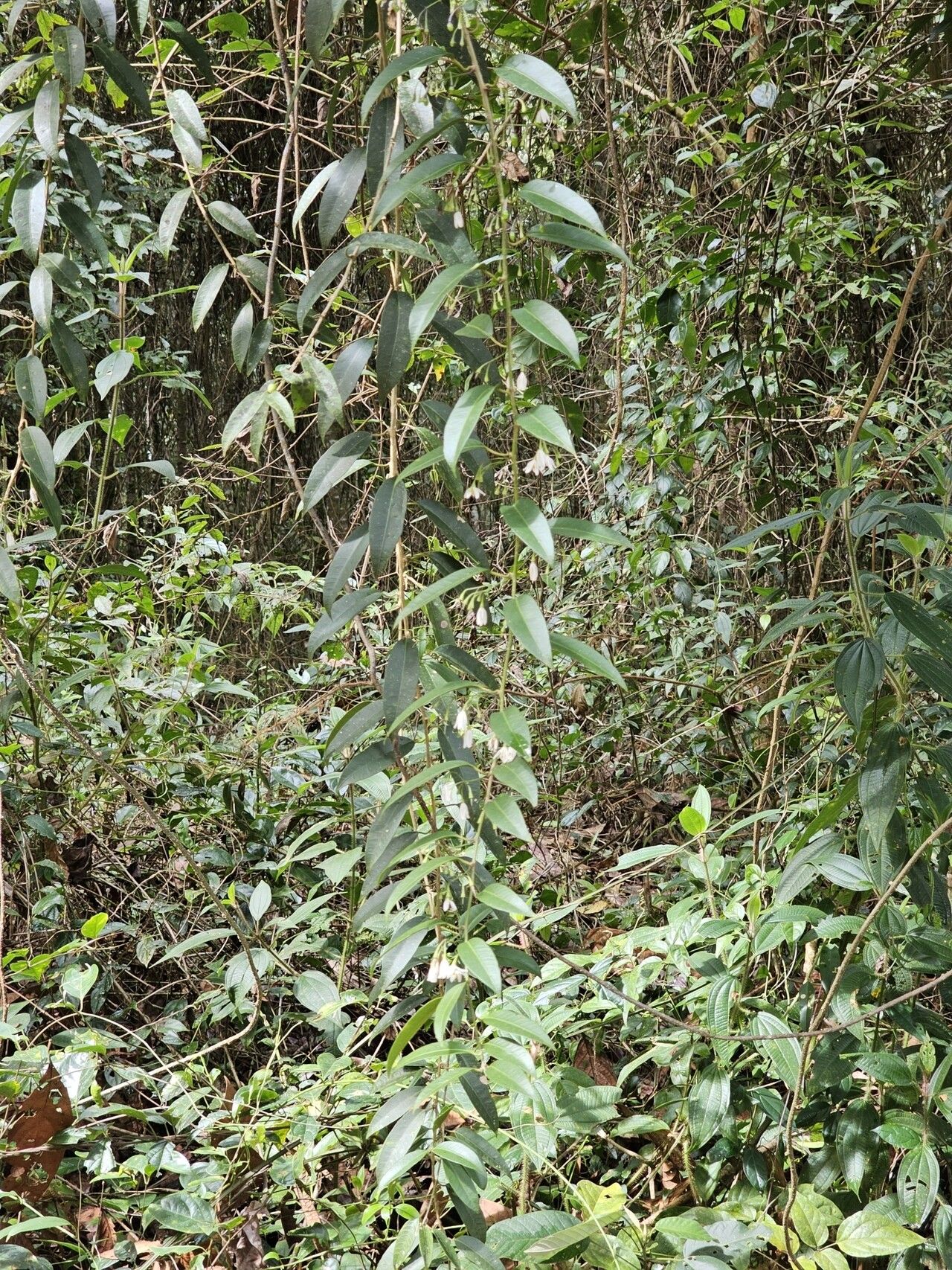 Solanum inodorum habit