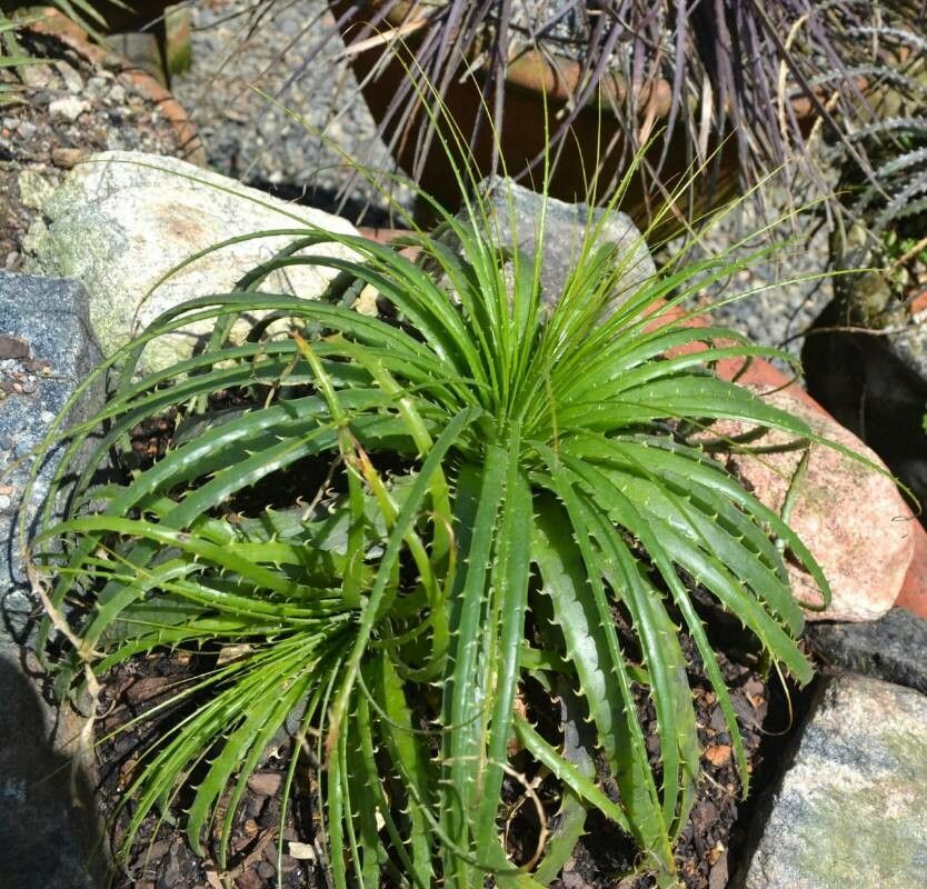 Hechtia epigyna — related species from the same genus