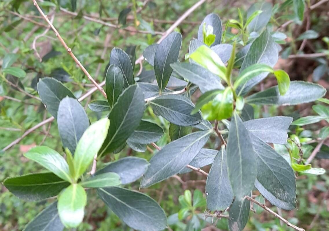 Escallonia megapotamica leaf