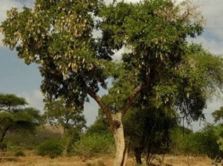 Lonchocarpus capassa — related species from the same genus