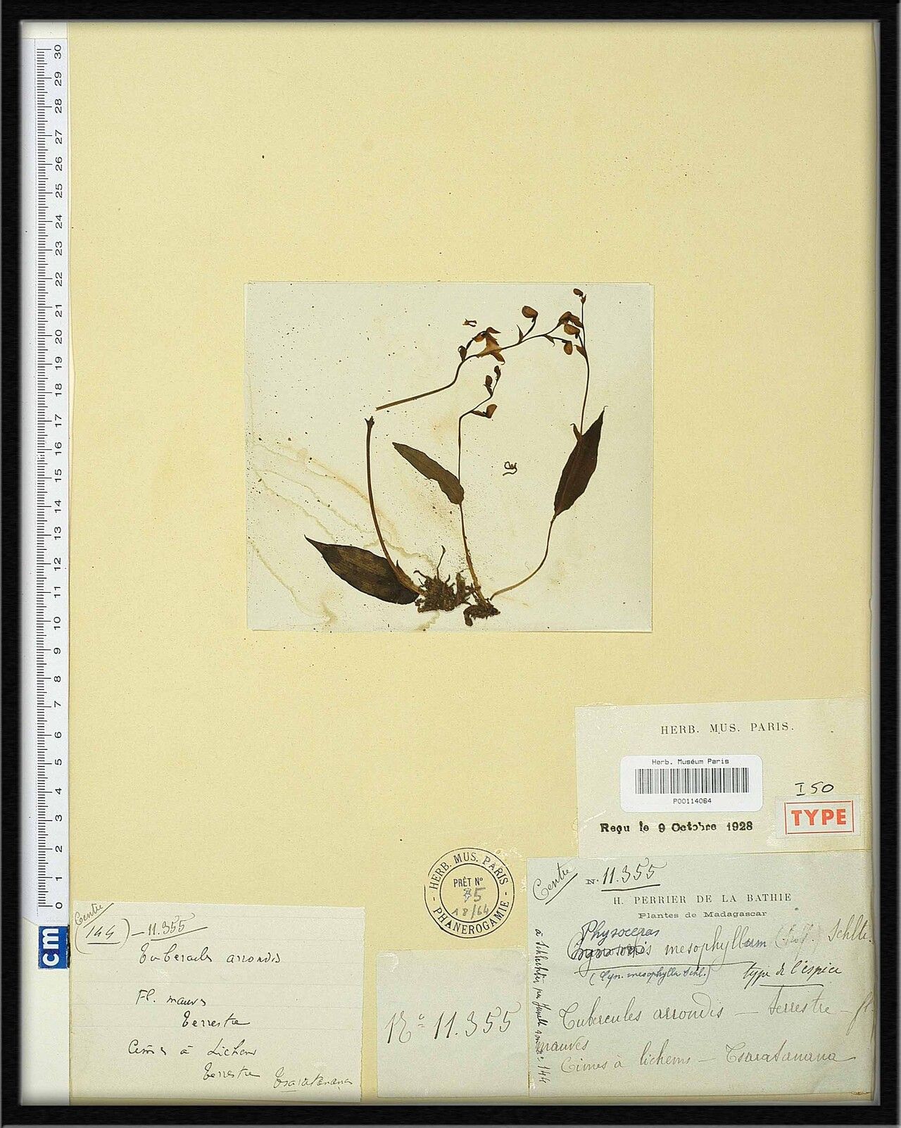 Cynorkis mesophylla — houseplant care guide