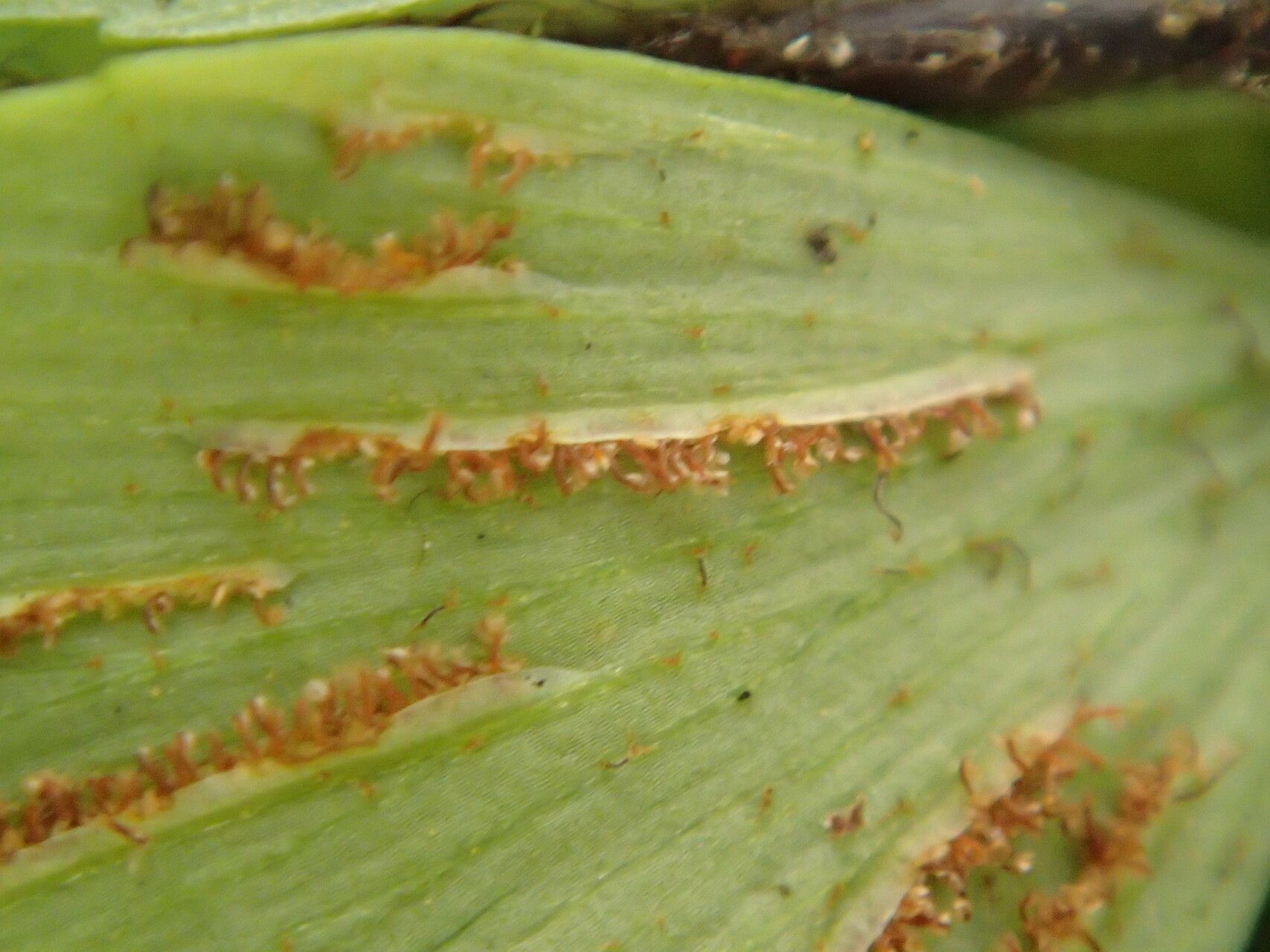 Asplenium buettneri leaf