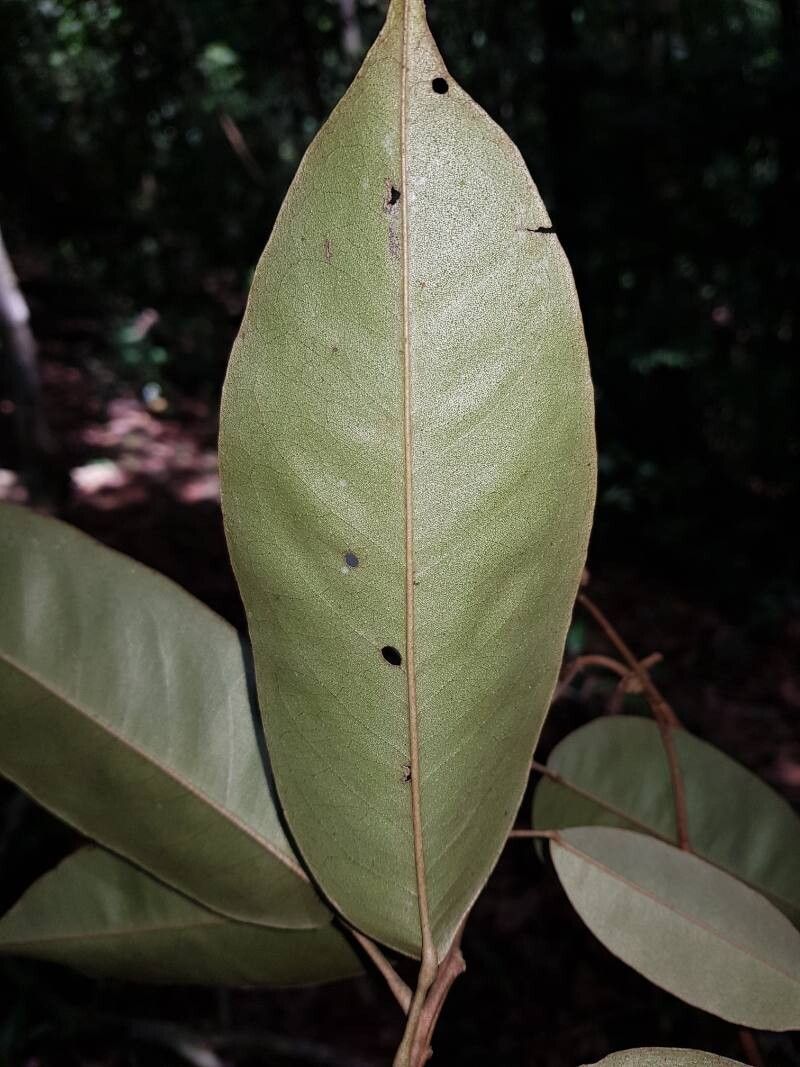 Morisonia isthmensis — houseplant care guide