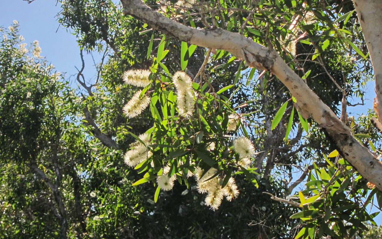Melaleuca quinquenervia flower