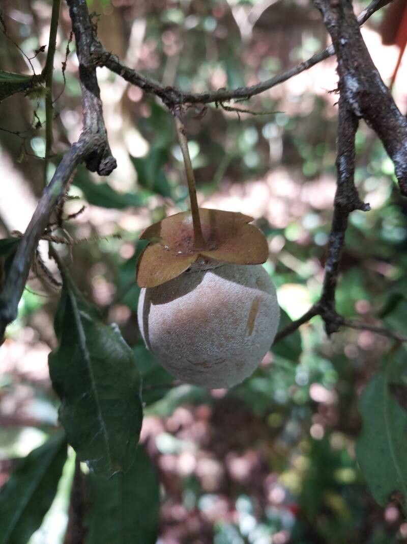 Diospyros pruinosa fruit