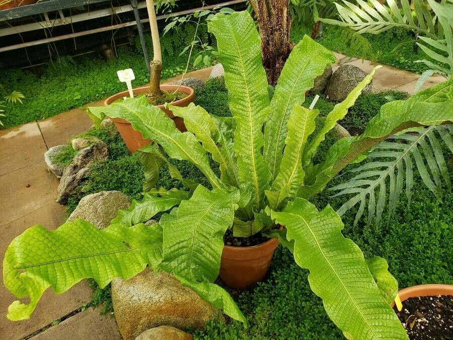 Thelypteris gigantea habit