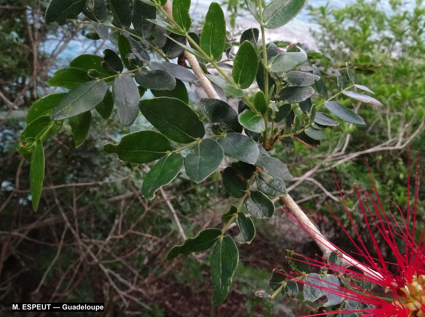 Calliandra purpurea — houseplant care guide