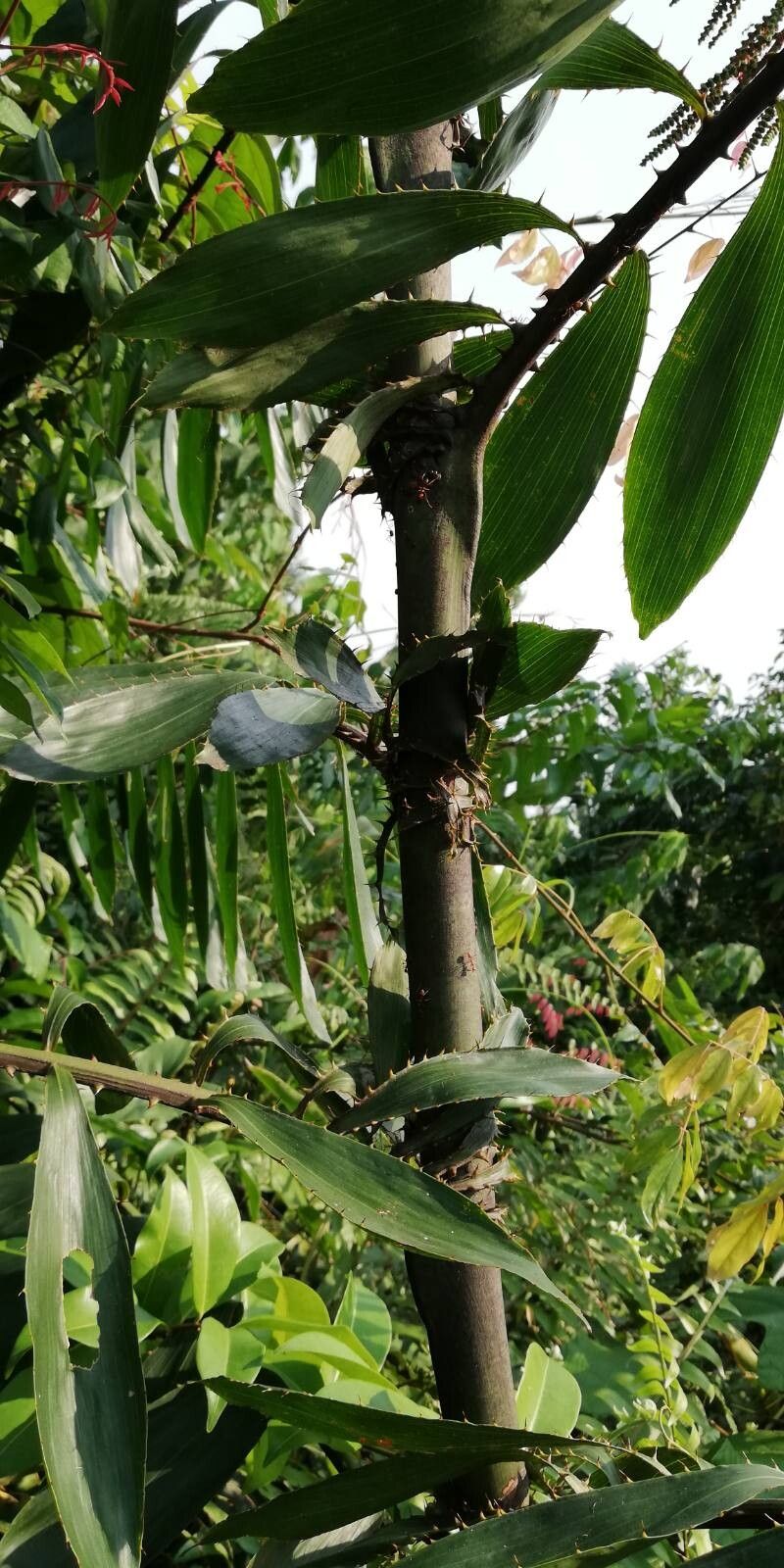 Oncocalamus mannii bark
