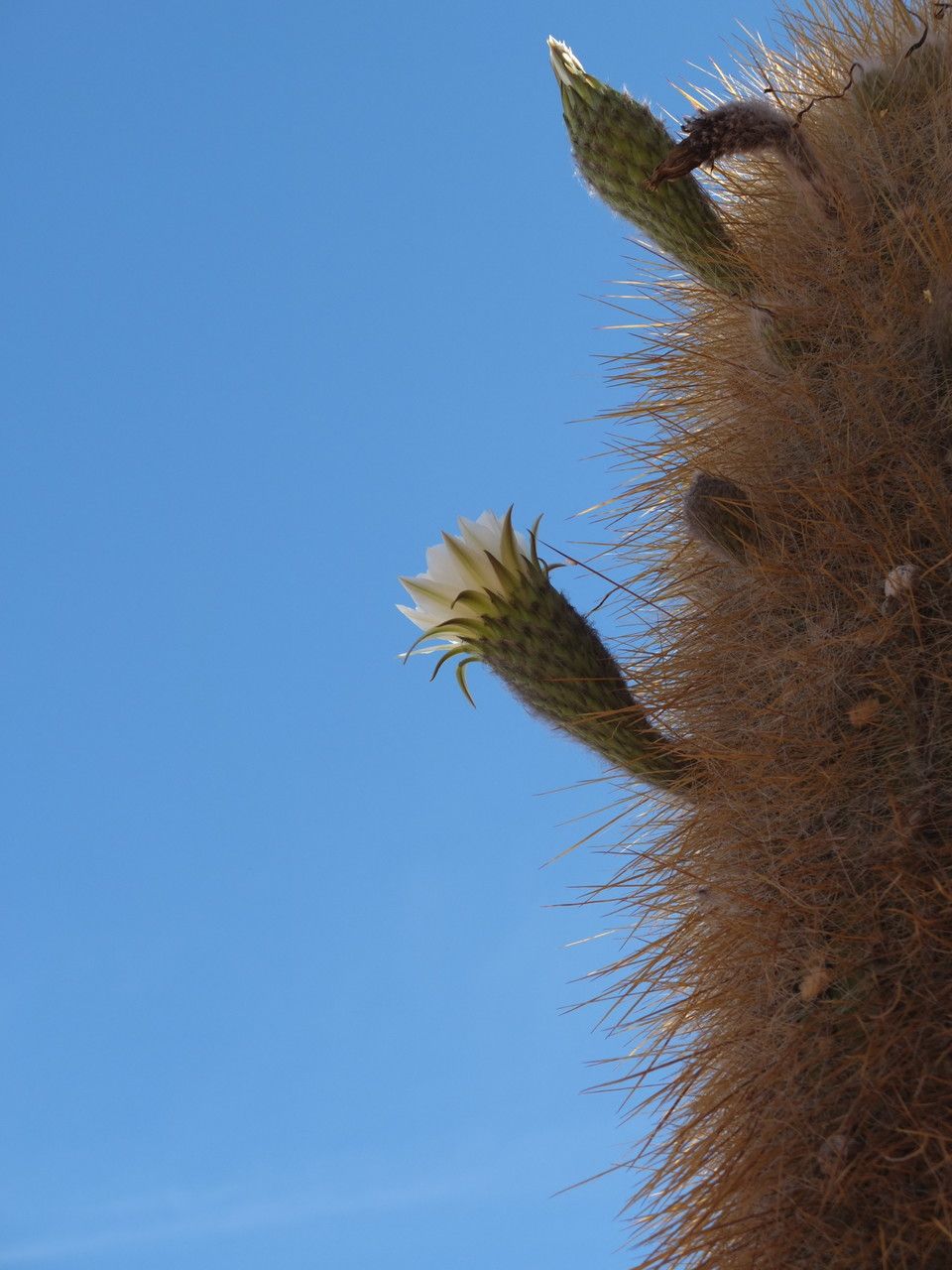 Echinopsis atacamensis flower