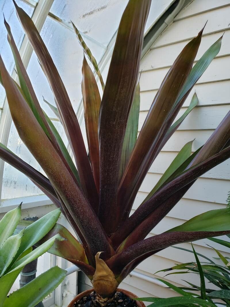 Vriesea sanguinolenta habit