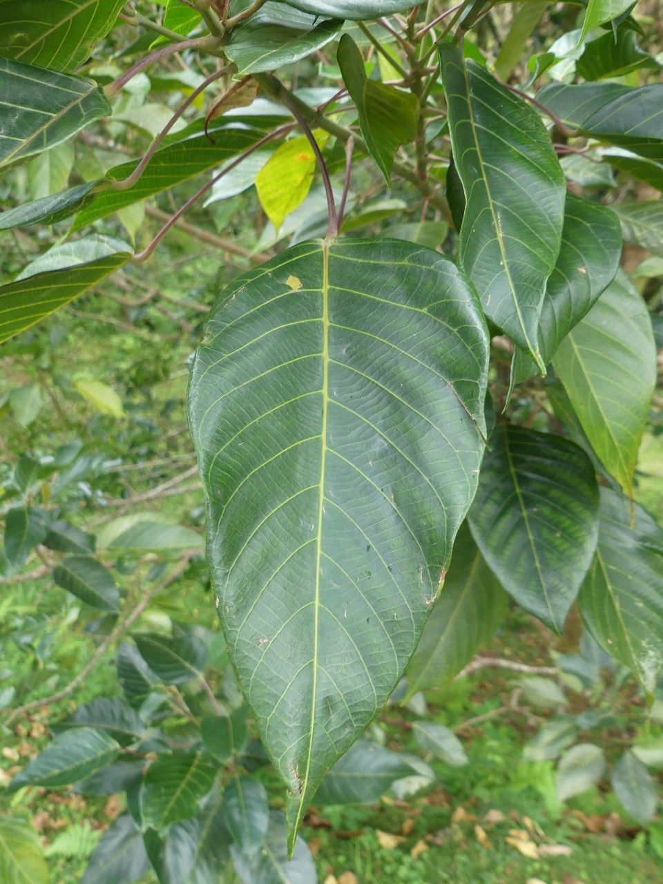 Cordemoya integrifolia leaf