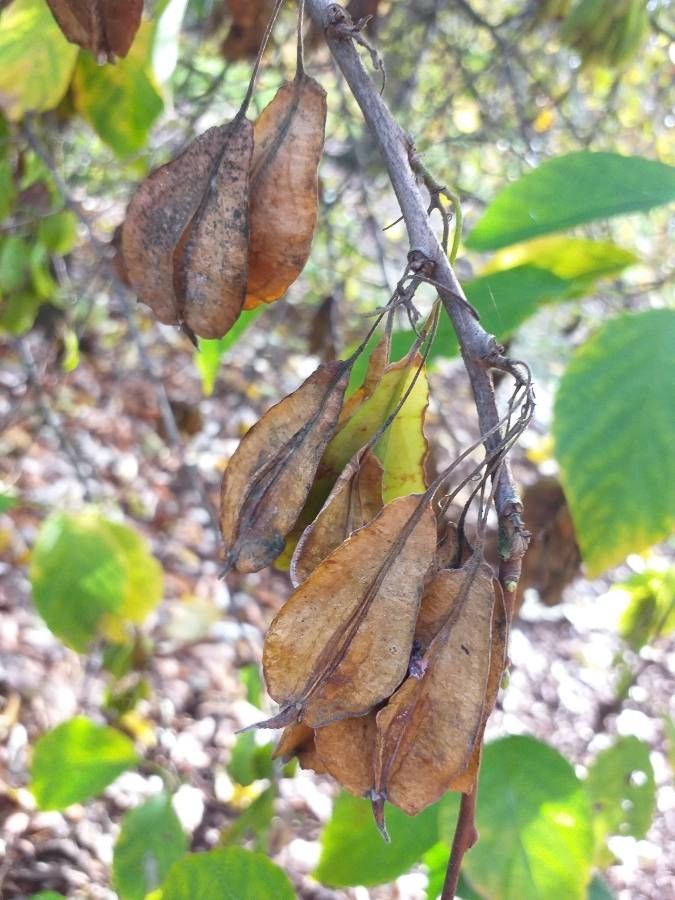 Halesia diptera fruit