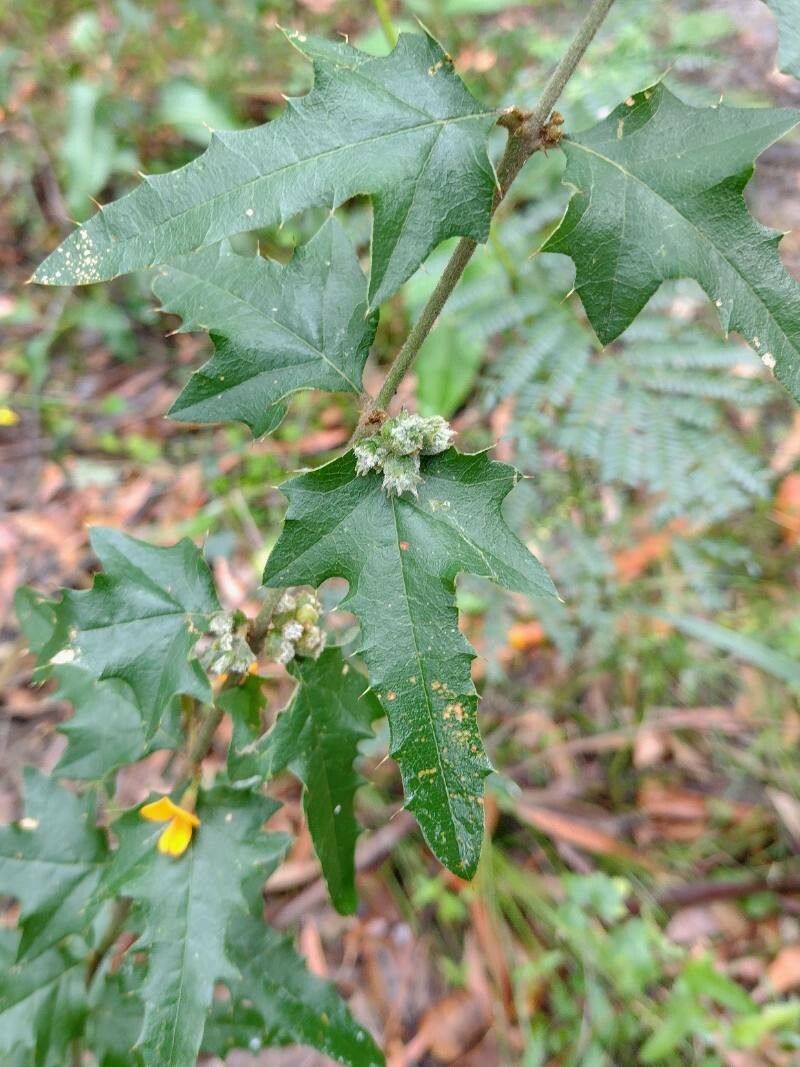 Podolobium ilicifolium — houseplant care guide