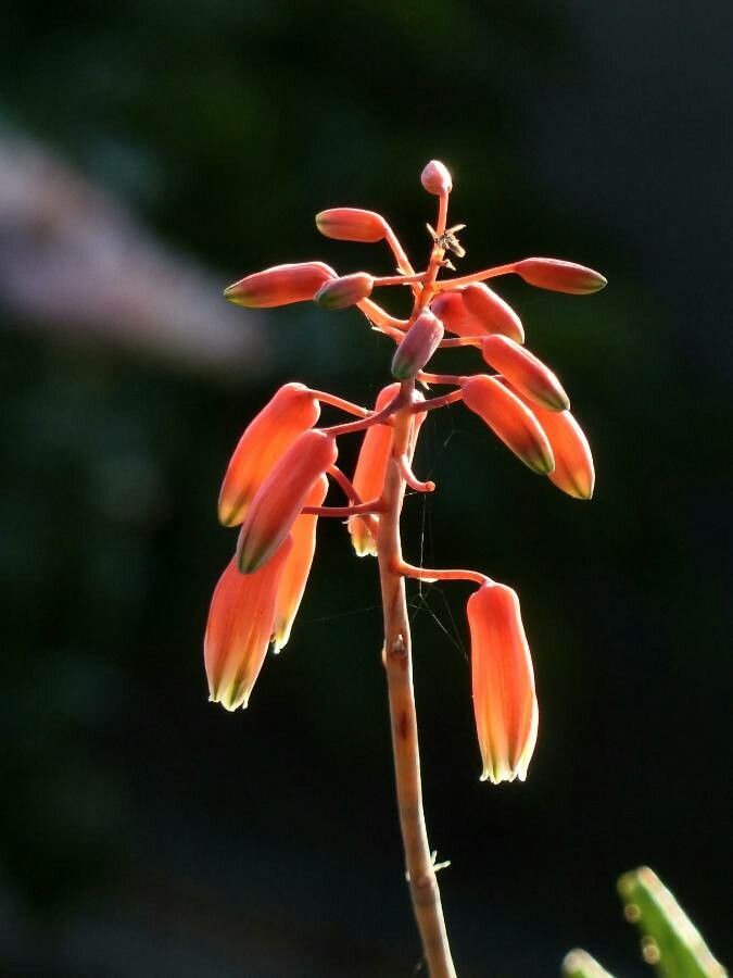 Aloe humilis flower