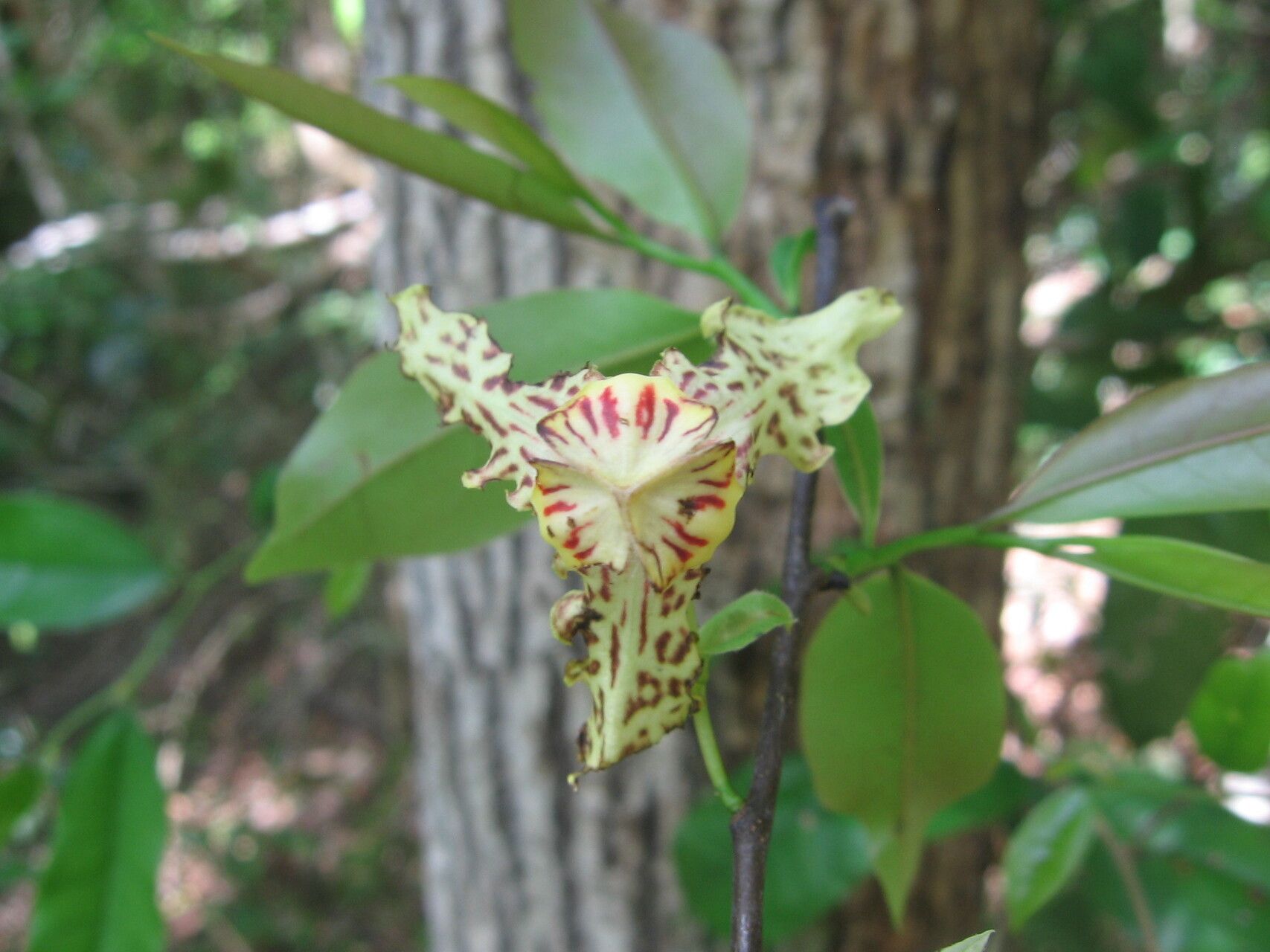 Monodora carolinae flower