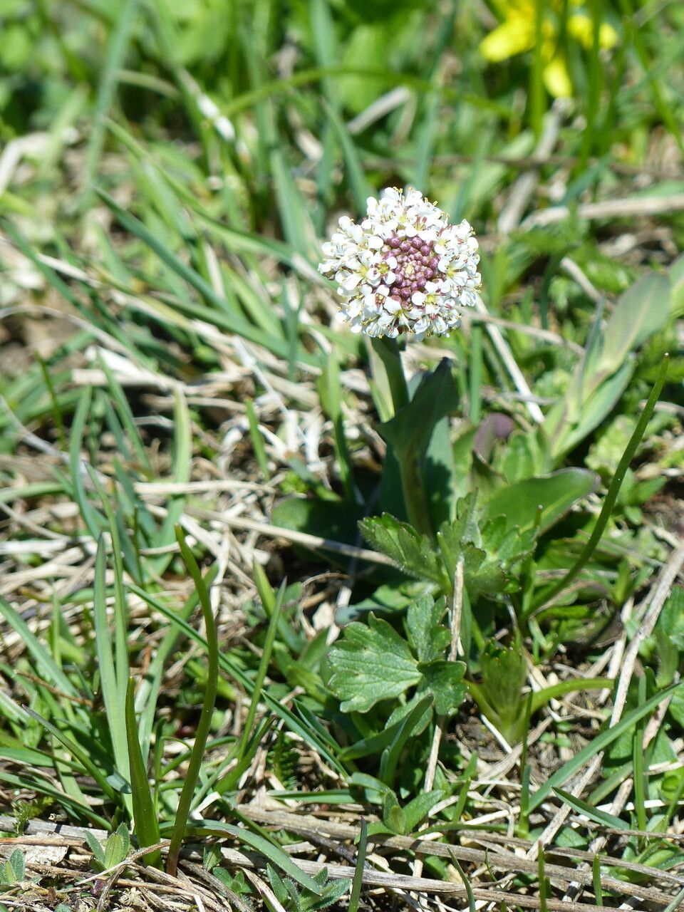 Noccaea brachypetala habit