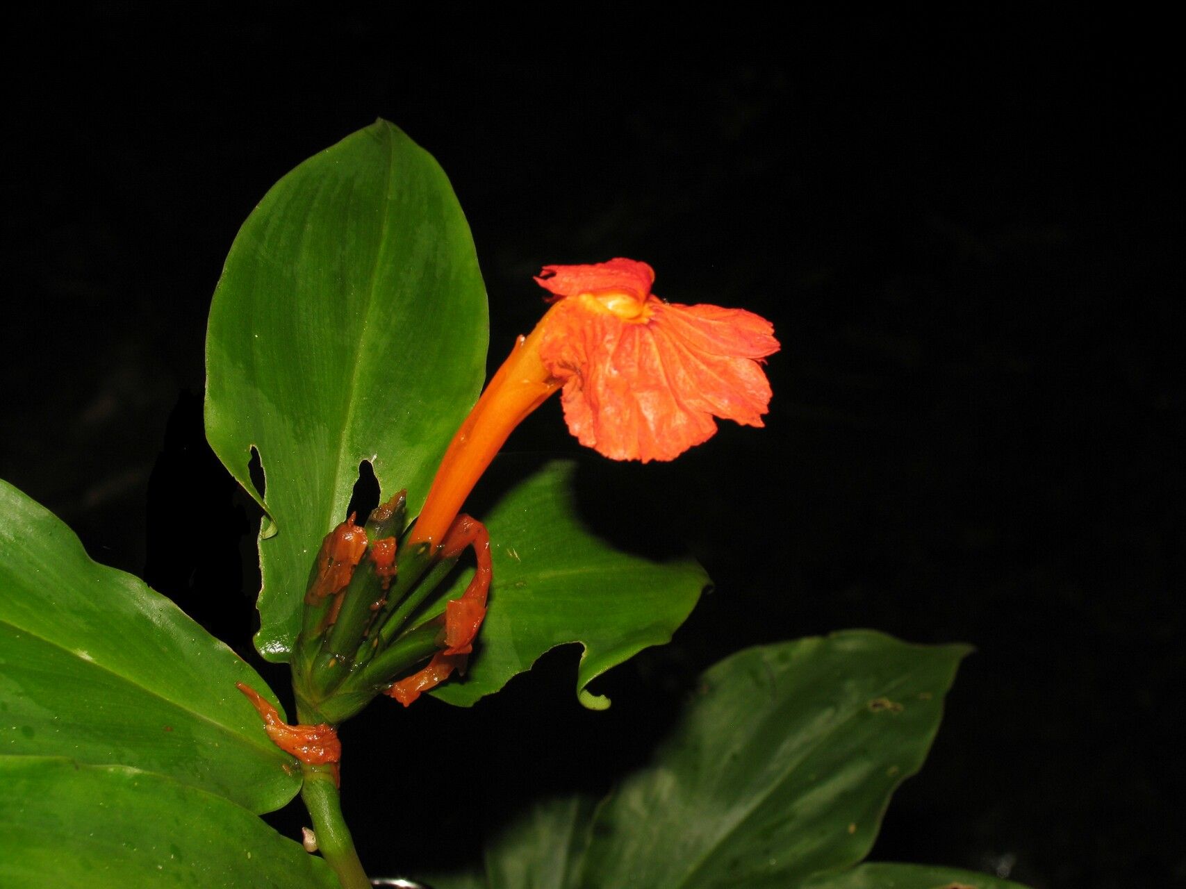 Chamaecostus lanceolatus flower