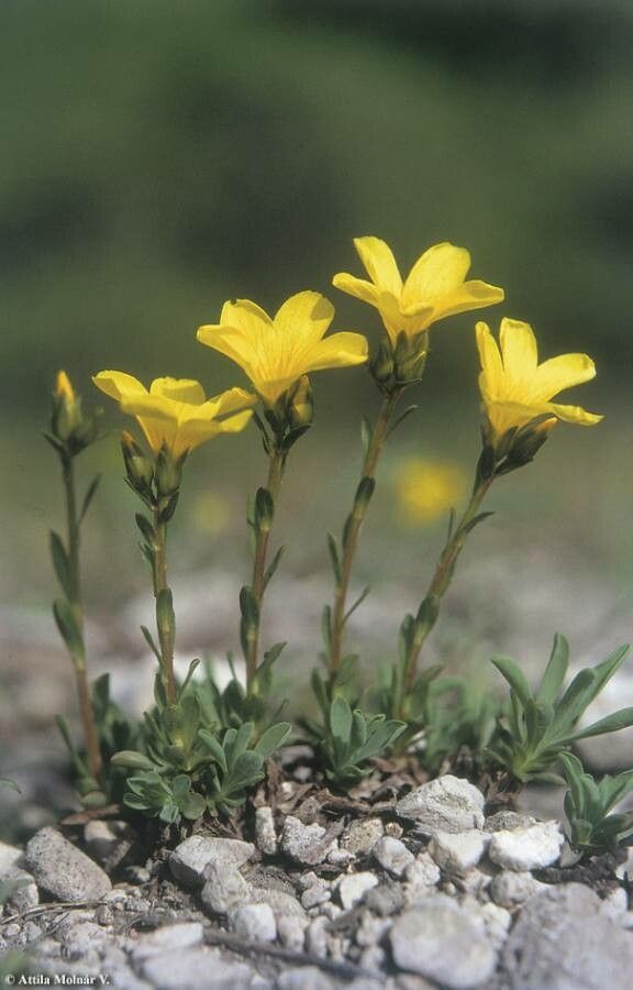 Linum dolomiticum habit